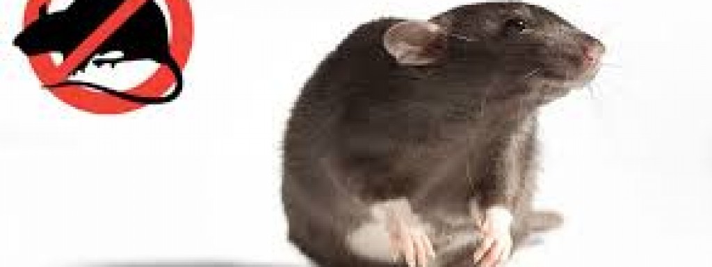 Obavijest i plan provedbe sustavne deratizacije u općini Nova Kapela 24.4.-7.5. 2024.